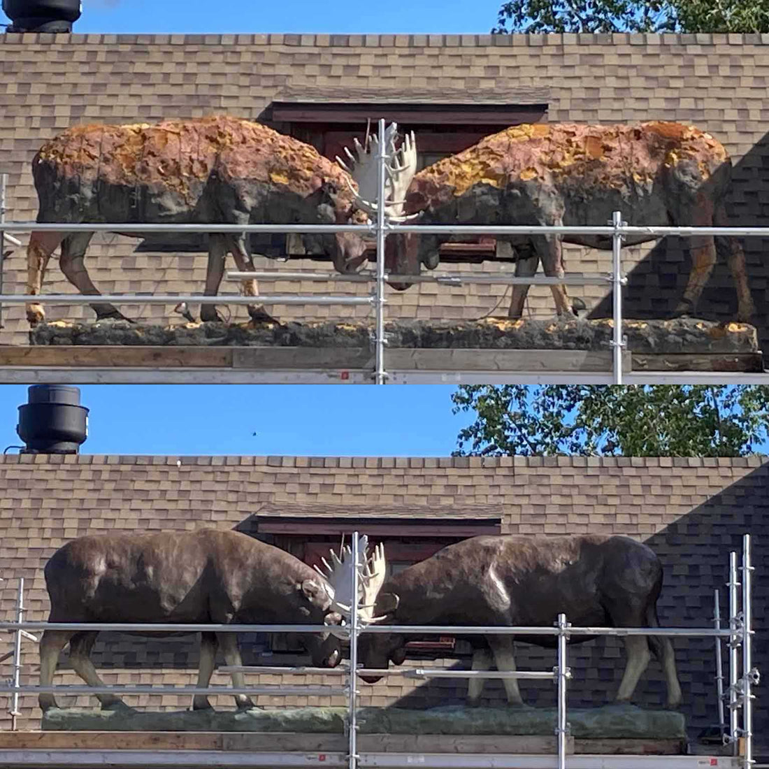 Iconic Yukon moose sculpture restored with Pal Tiya Premium cement clay