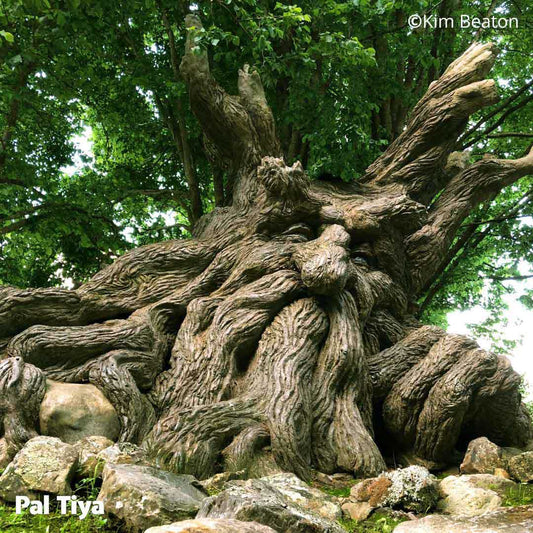 Kim Beatons large golem tree made with Pal Tiya Premium Cement sculpting clay.